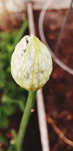 Close-up of rose bud on field