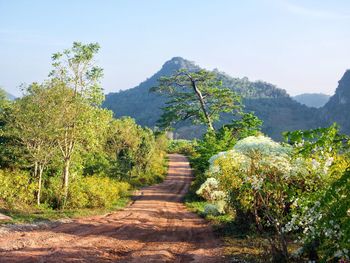 Footpath amidst trees and plants against sky