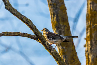 Low angle view of a bird perching on tree