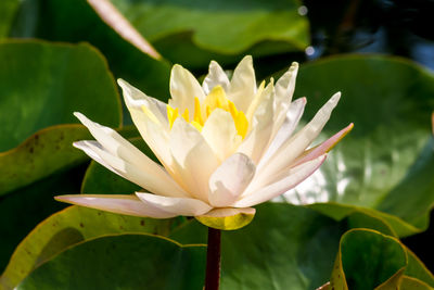Close-up of lotus water lily