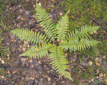 High angle view of fern growing on field
