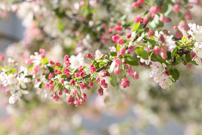 Close-up of pink cherry blossoms