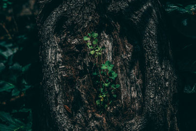 Close-up of tree trunk in forest