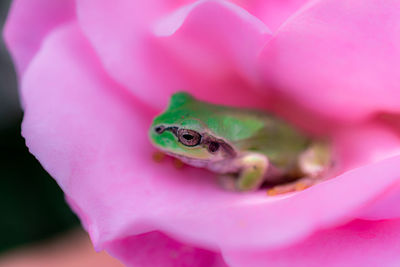 Close-up of insect on pink flower