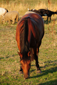 Horse grazing in a field