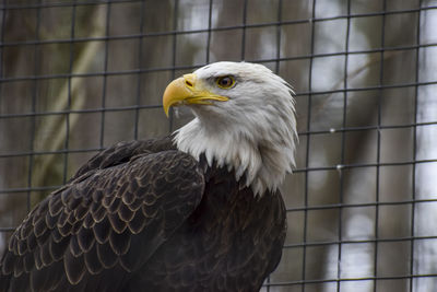 Close-up of eagle