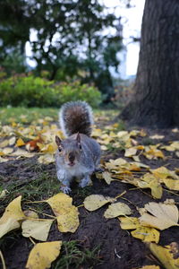 Portrait of squirrel on tree