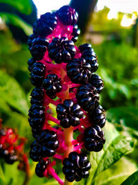 Close-up of berries growing on plant