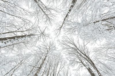 Low angle view of bare tree