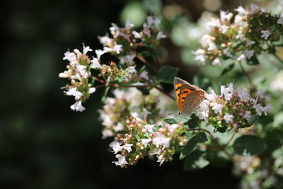 Butterfly pollinating on flower