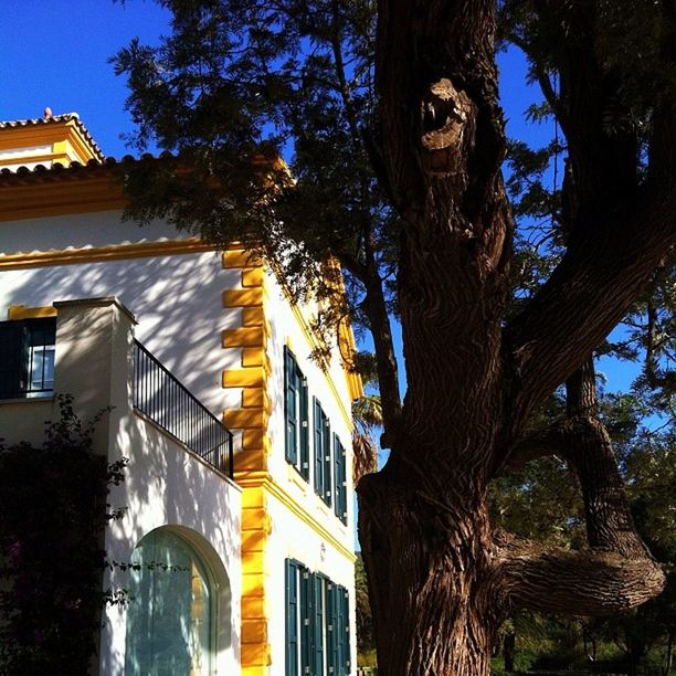 architecture, built structure, building exterior, tree, low angle view, tree trunk, arch, clear sky, building, residential building, residential structure, branch, sunlight, house, sky, shadow, city, outdoors, facade, day