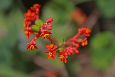 Close-up of red flowering plant