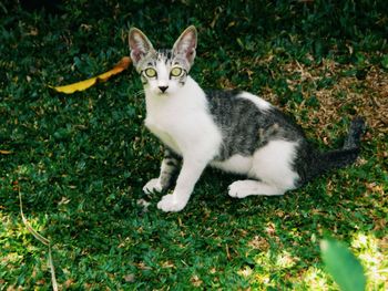 Portrait of cat on grass