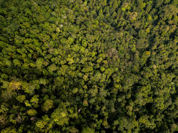 Full frame shot of fresh plants in forest