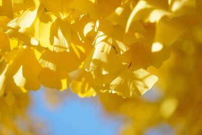 Close-up of yellow flowers blooming outdoors