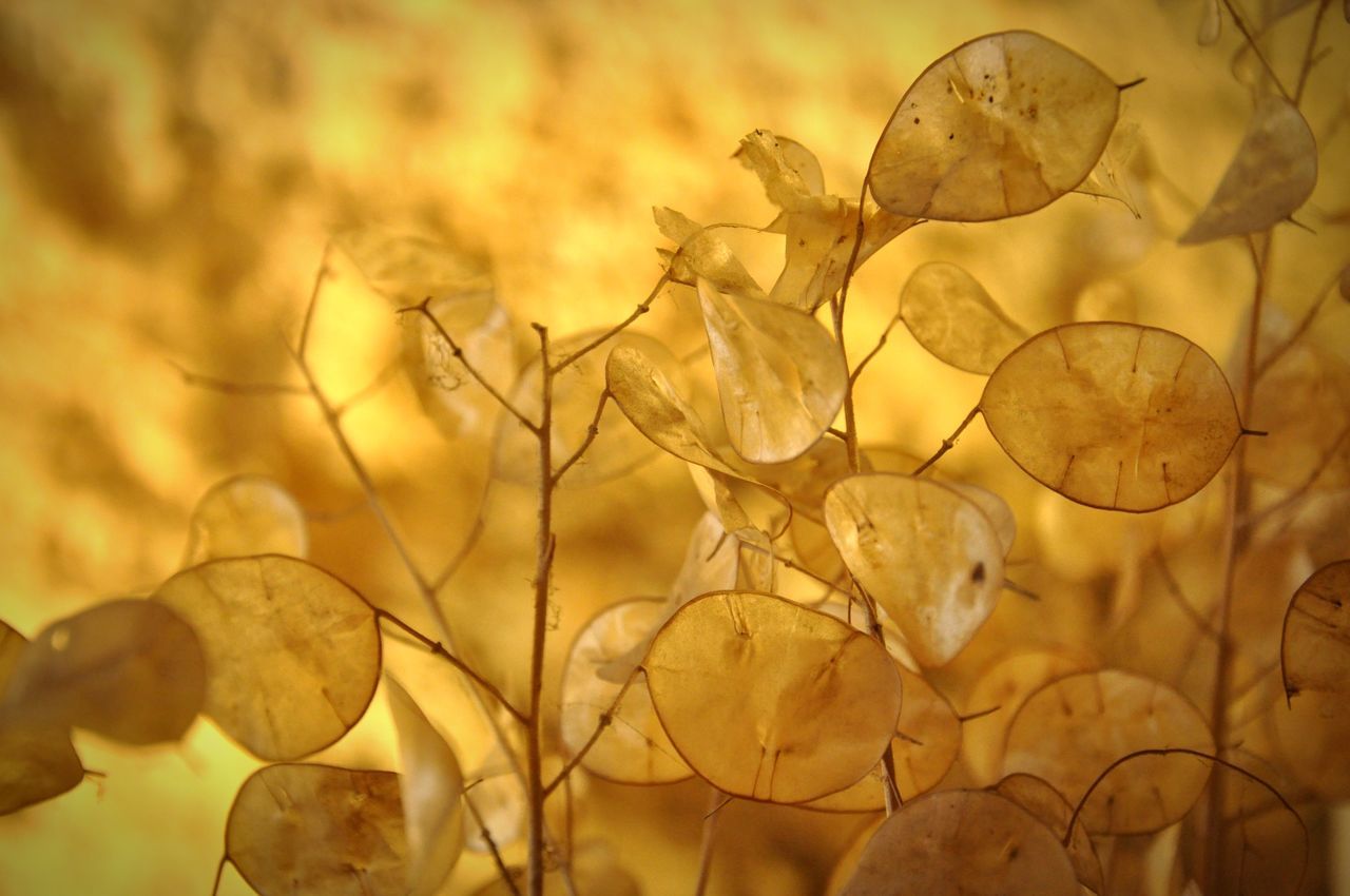 dry, leaf, close-up, fragility, focus on foreground, nature, autumn, plant, change, growth, branch, outdoors, twig, no people, leaves, day, beauty in nature, season, yellow, selective focus