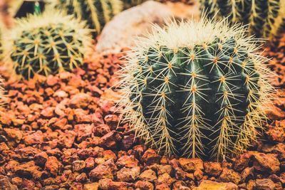 High angle view of cactus plant