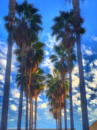 Low angle view of palm trees against sky