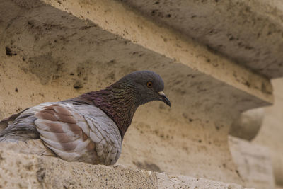 Close-up of pigeon perching on wall