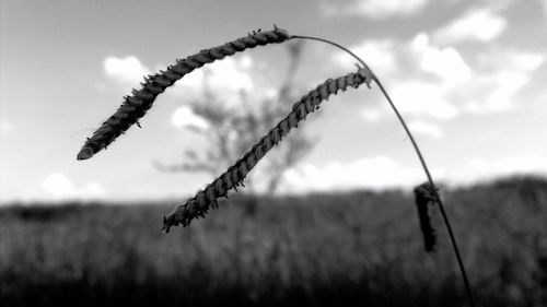 Close-up of leaf against sky