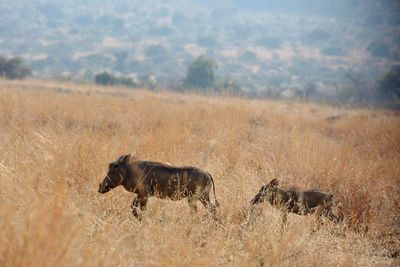 These 2 warthogs were trotting happily uphill when we saw them. no doubt on their way to water.