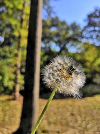 Close-up of dandelion on land