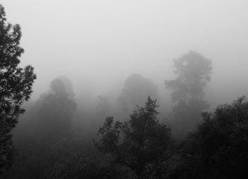 Trees in forest against sky during foggy weather