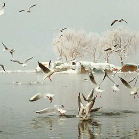 bird, animal themes, animals in the wild, wildlife, water, flock of birds, flying, medium group of animals, seagull, waterfront, spread wings, nature, lake, sea, beauty in nature, day, outdoors, zoology