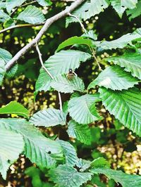 Close-up of leaves on tree