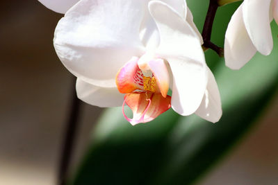 Close-up of white orchid