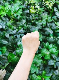 Close-up of hand touching plant