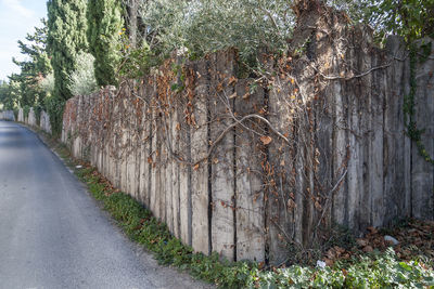 Road amidst trees in forest