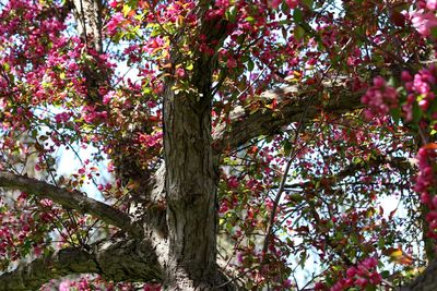 Low angle view of flowering tree