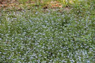 Full frame shot of flowering plants on field