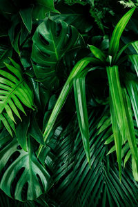 Full frame shot of fresh green plants