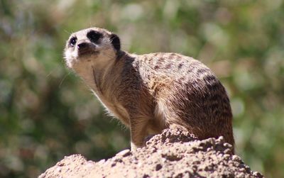 Close-up of an animal against blurred background