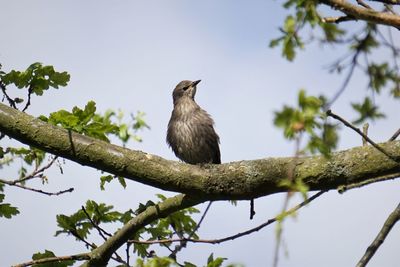 Low angle view of bird perching on tree against sky