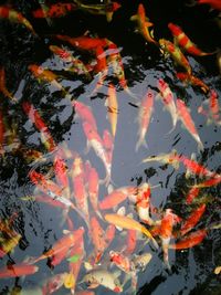 High angle view of koi carps swimming in pond