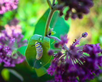 Close-up of butterfly pollinating on purple flowering plant