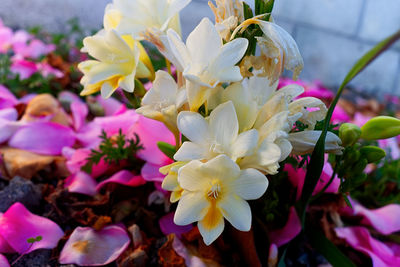Close-up of pink flowers blooming outdoors