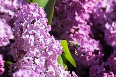 Close-up of insect on purple flowers