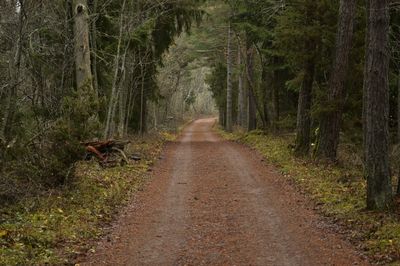 Dirt road passing through forest