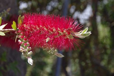 Close-up of pink flowers