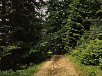 Rear view of people walking amidst trees in forest
