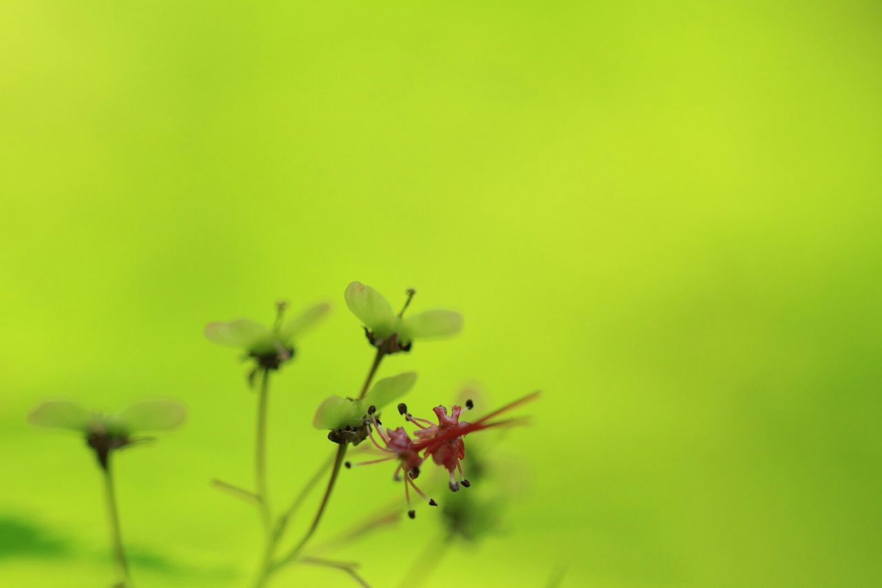 flower, freshness, growth, copy space, fragility, beauty in nature, yellow, nature, petal, plant, close-up, stem, flower head, clear sky, green color, blooming, focus on foreground, field, selective focus, no people