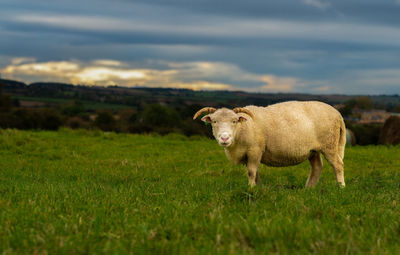 Sheep grazing on field