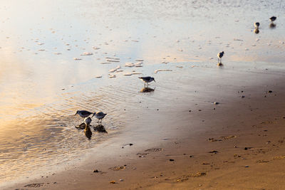 Trio of sanderling birds feeding on the dunes-du-sud beach at sunrise, magdalen islands, quebec