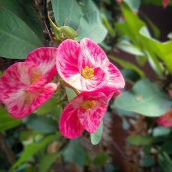 Close-up of pink flower blooming outdoors