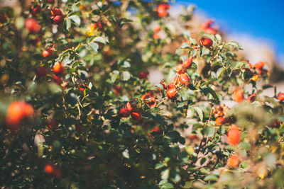 Close-up of rose hips growing on tree