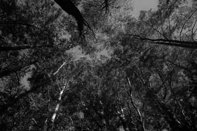 Low angle view of silhouette trees in forest